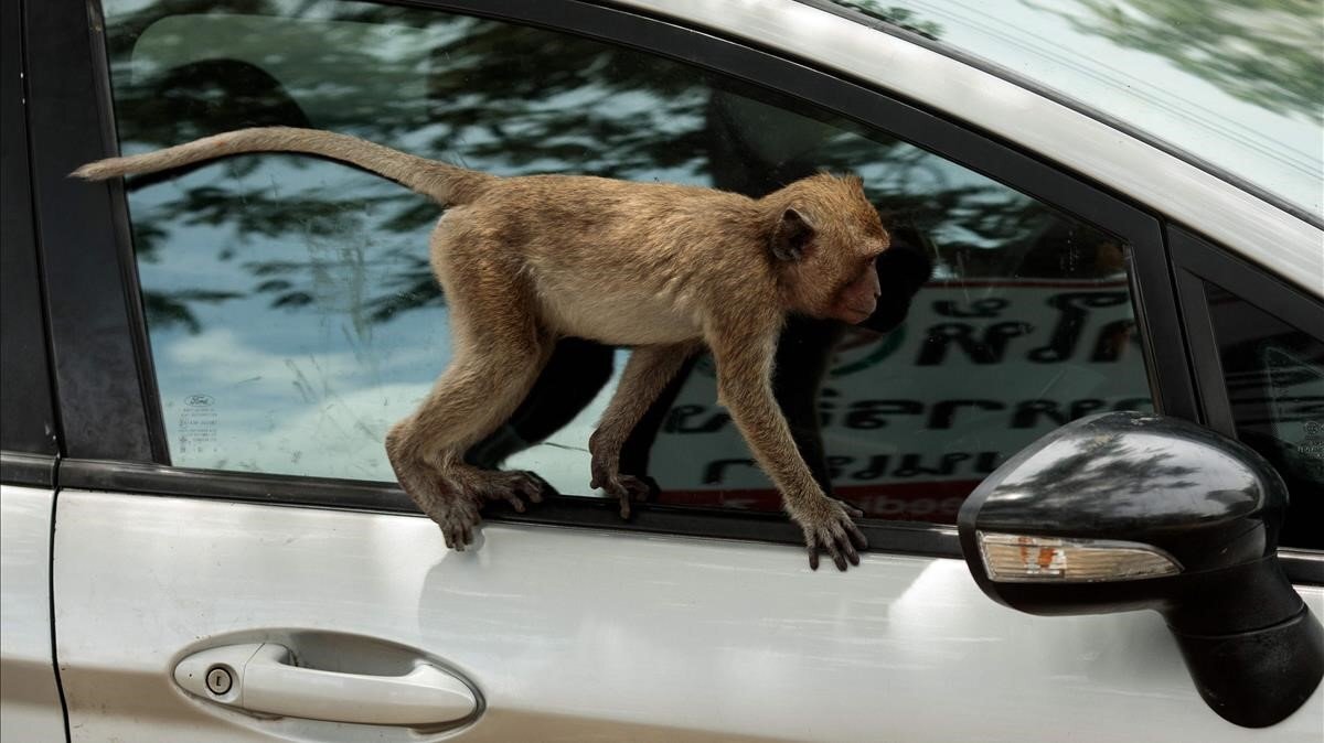 Взлома monkey. Мартышка ворует. Обезьяны воруют у туристов. Обезьяны воришки.