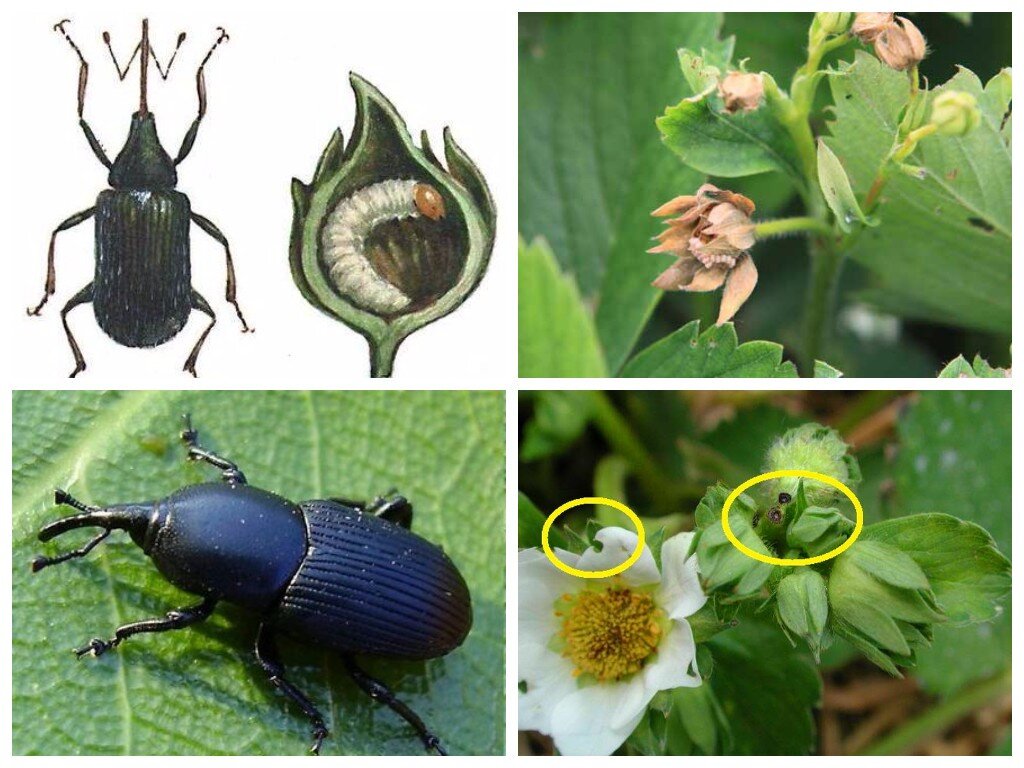 Как развивается долгоносик и по каким признакам его можно обнаружить. Источник- Яндекс.Картинки