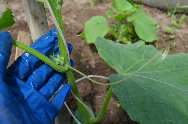 Цветки, плоды и побеги в междоузлах.