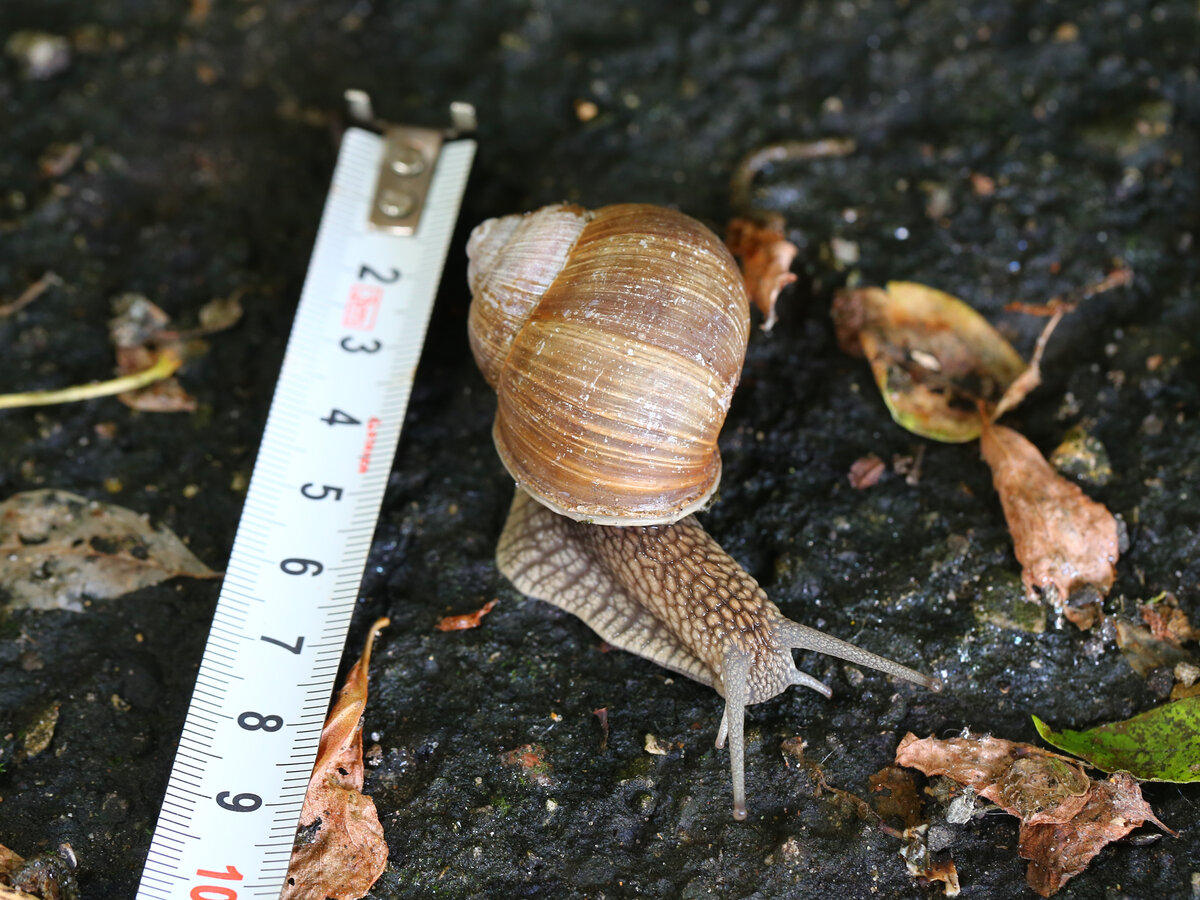 За сантиметром специально сходила домой