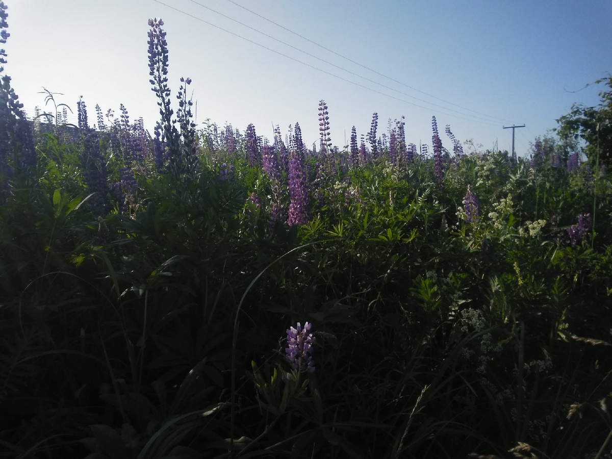 Поле люпинов. Личное фото.