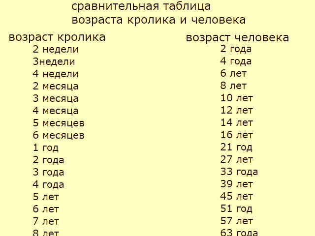 Сколько лет живут кролики: интересные факты и видео