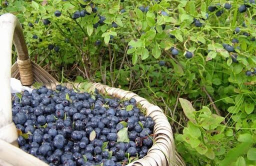 Еще буквально два дня назад эти кусты были пустые, средство рабочее!