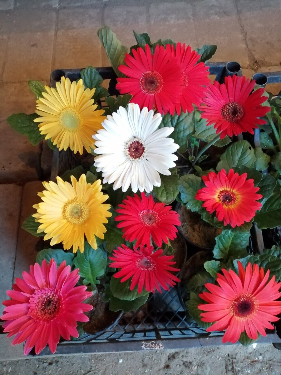 Гербера собранная на рынок