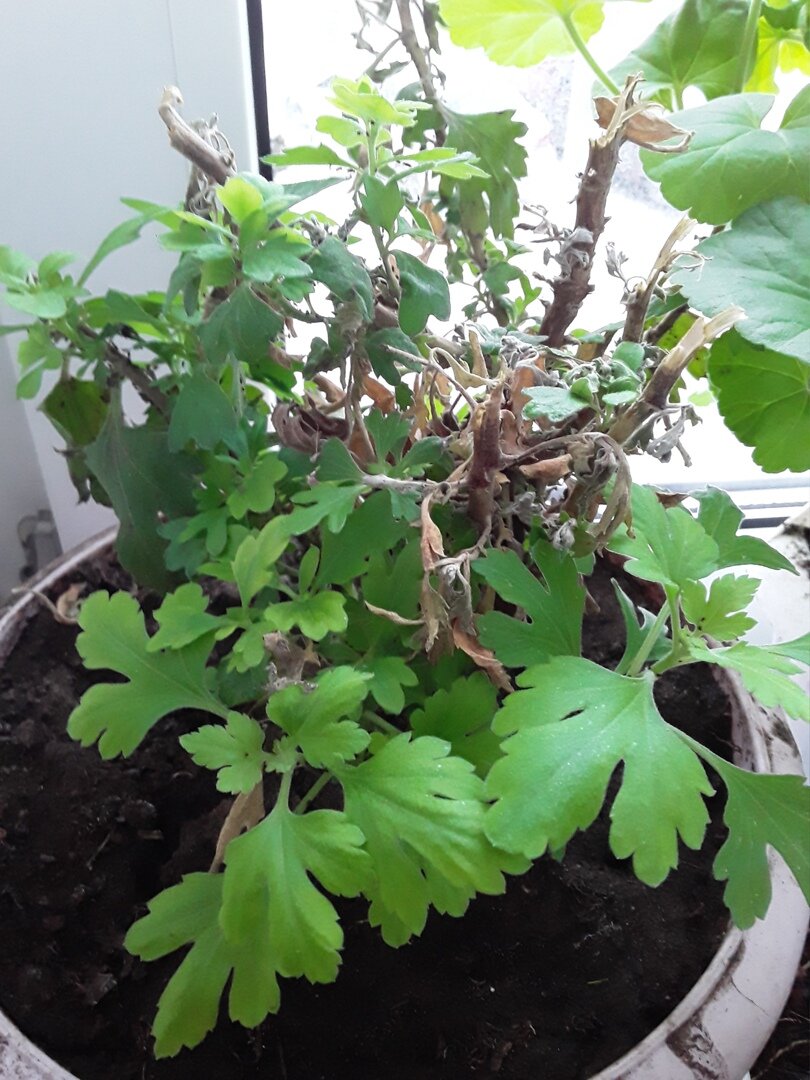 Так выглядит куст, зимующий на подоконнике с отросшими черенками - они выходят и прикорневой порослью из земли, и образуются на высохших стволах старого растения