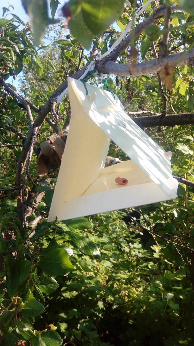 Феромонная ловушка, подвешенная на тёрне (фото автора)