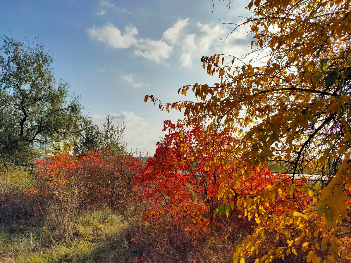 Марьевский лес Крым осень