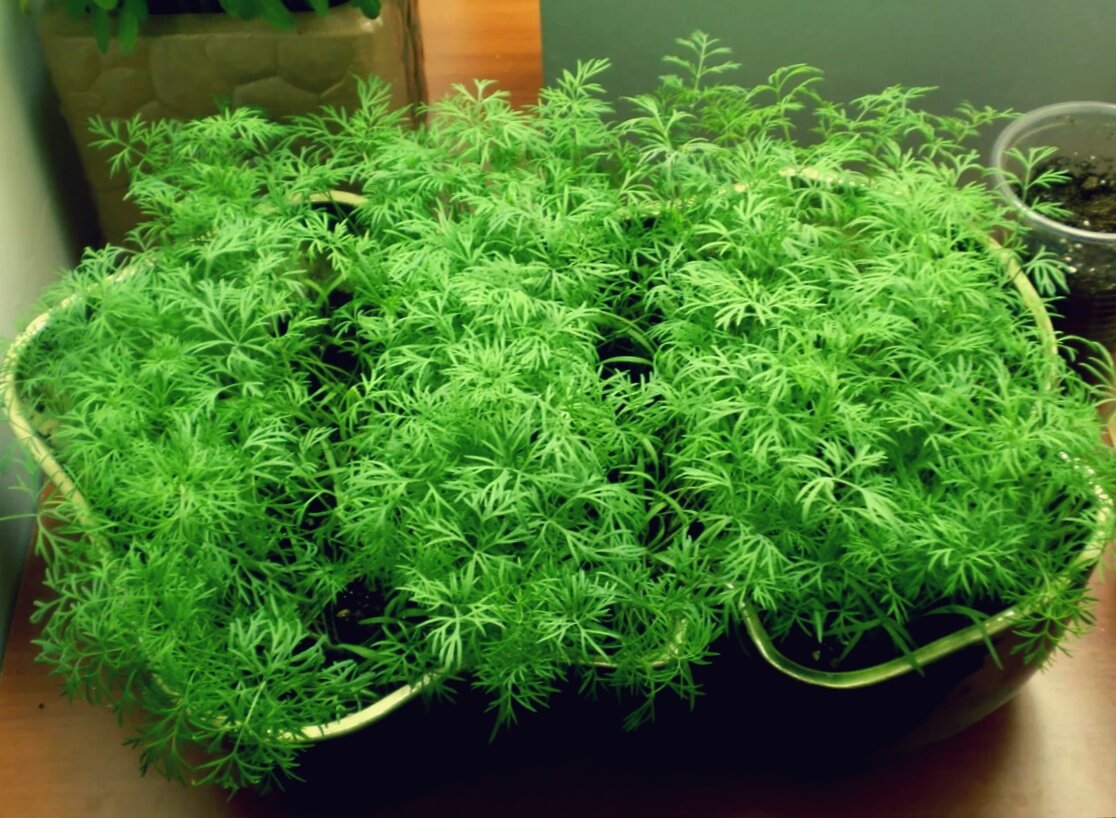 Сочный укроп зимой в квартире