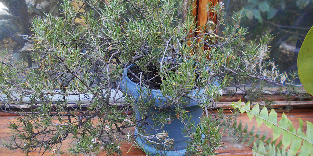 Кустик розмарина "живет" у меня на окошке по соседству с папоротником и фикусом