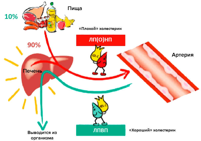 Ликбез про плохой холестерин 