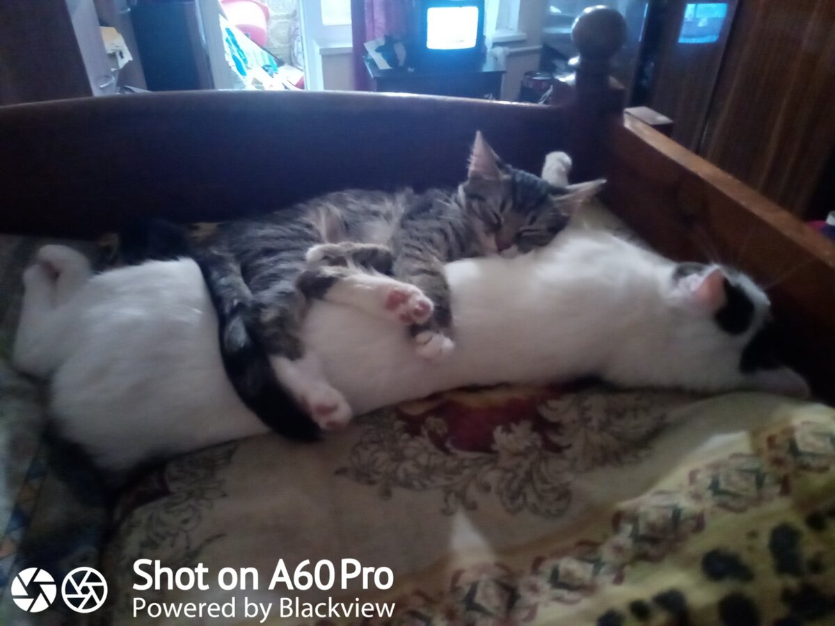 Вроде как мир....