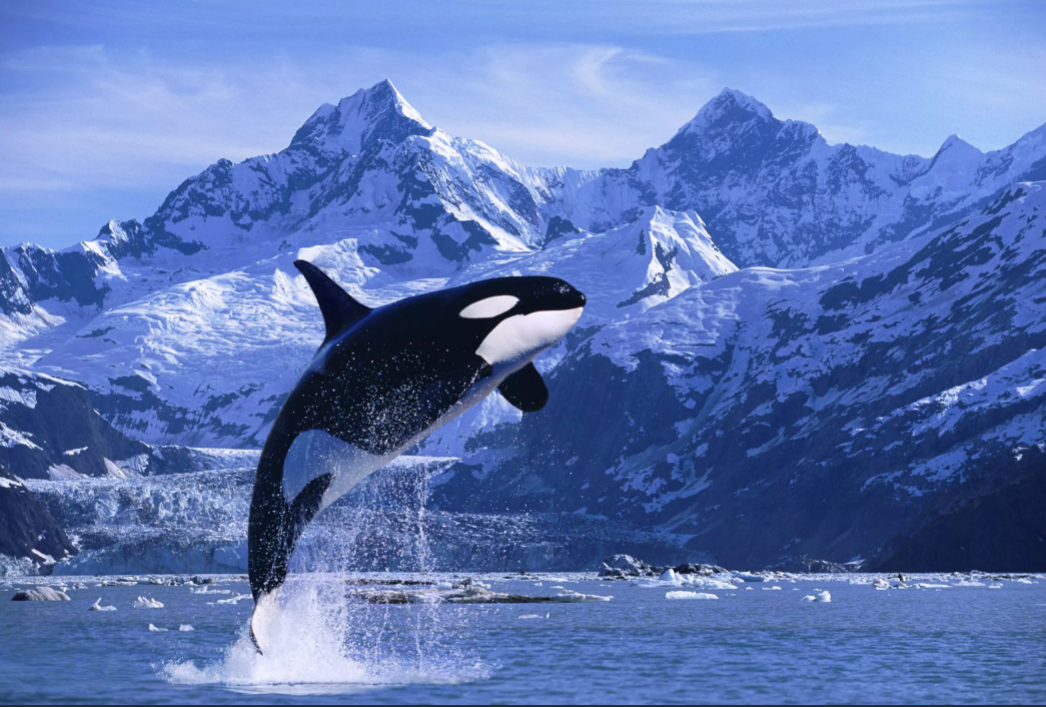 Коса́тка  — морское млекопитающее из инфраотряда китообразных парвотряда зубатых китов семейства дельфиновых (дельфинов). Единственный современный представитель рода косаток. Признан самым крупным представителем своего семейства и единственный среди китообразных настоящий хищник, преследующий теплокровных животных.