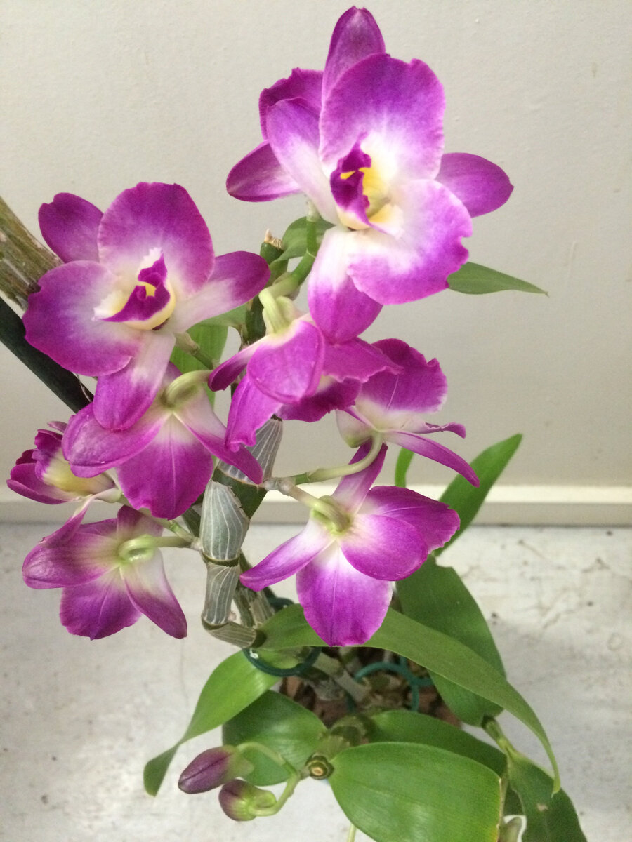 Первое домашнее цветение