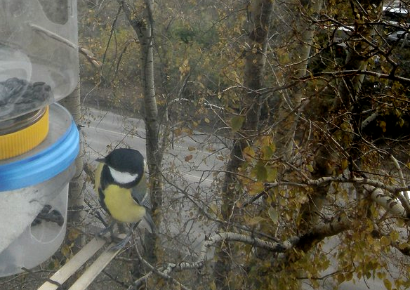 Первая Синичка !!  Нажимайте на стрелочку, листайте галерею