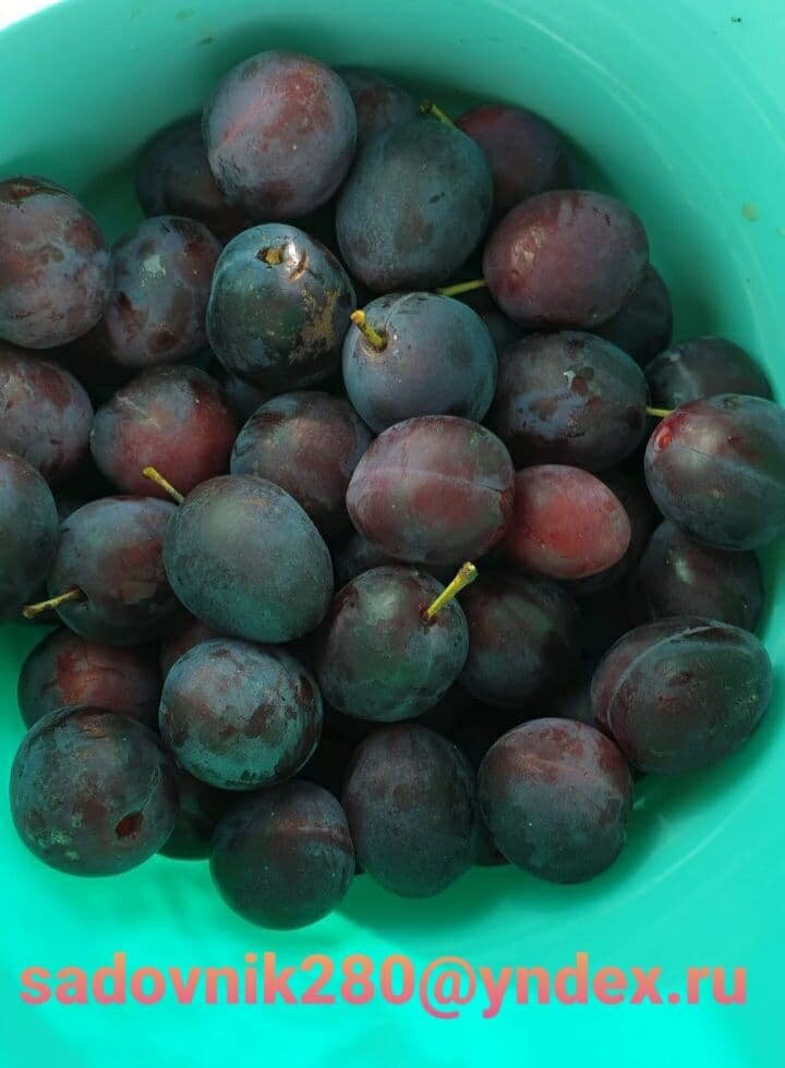 Фото - коллаж автора Алесад.Слива  2020.