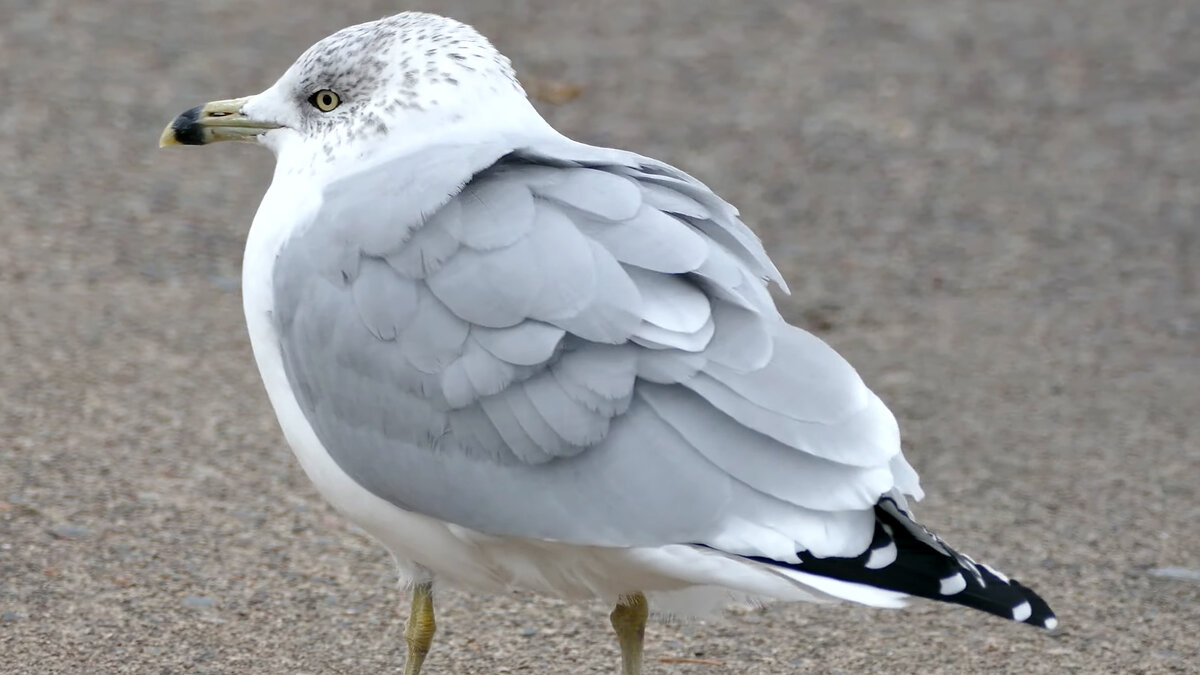 Делавэрская чайка