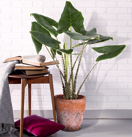 При наличии пространства в горшке у растения появляются корневые черенки