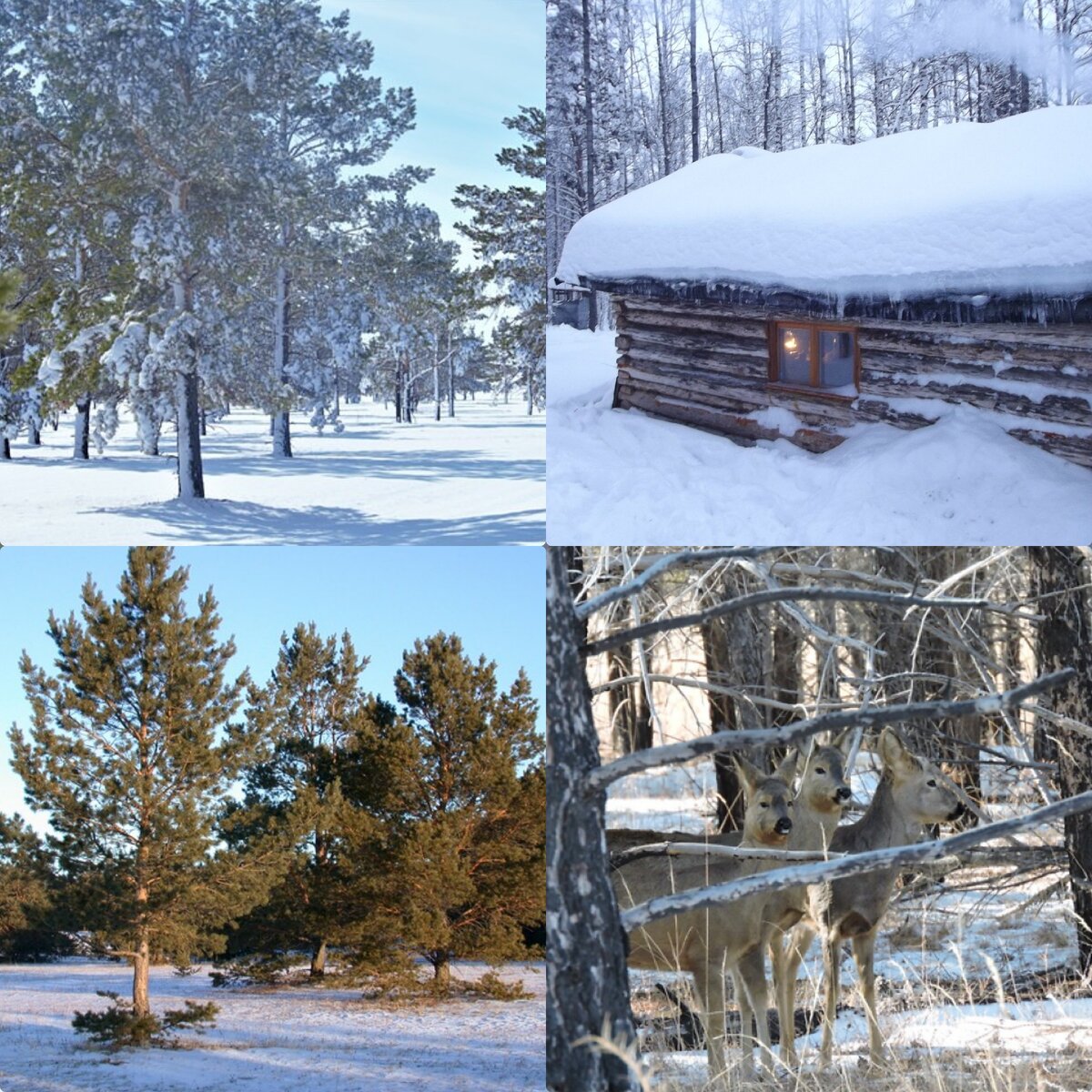 Коллаж для примера, фото из свободных источников.