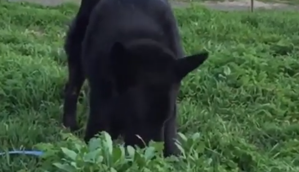 Собака ест траву