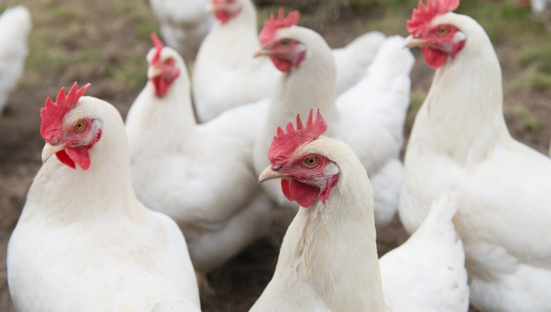 РУССКАЯ БЕЛАЯ