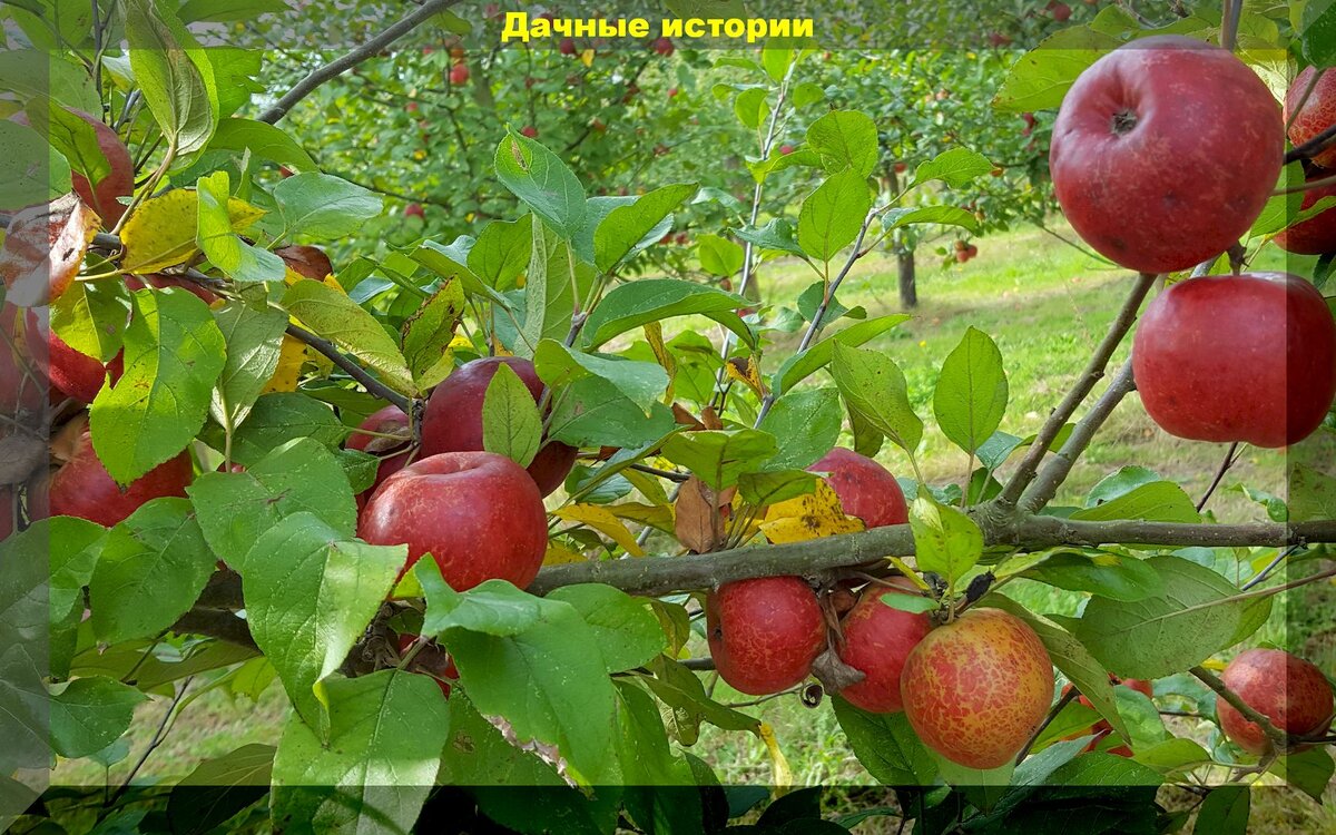 https://vk.com/photo-159774511_457244826