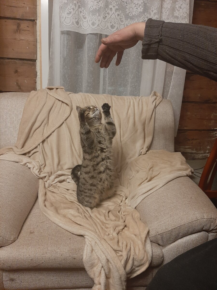 Играют, всё кресло перемяли)))