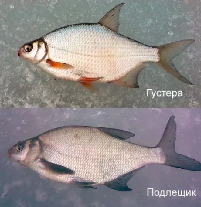 Чем отличается густера от подлещика
