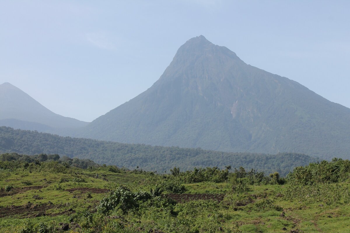 Там живут горные гориллы