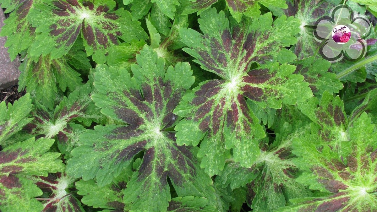 Вездесущая Spring Time вполне себе ничего так))