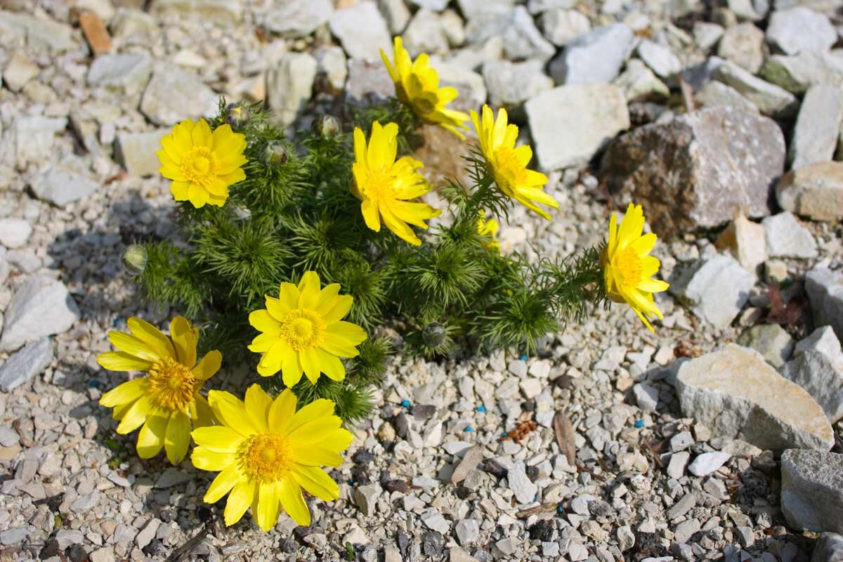 Адонис весенний (Adonis vernalis)