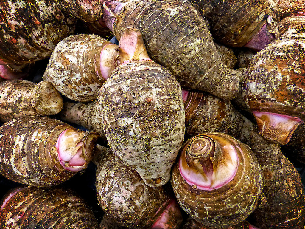 Плоды растения таро. Фото из Интернета.