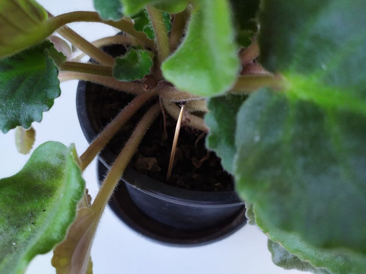 Проверяю почву на влажность в горшке с фиалкой