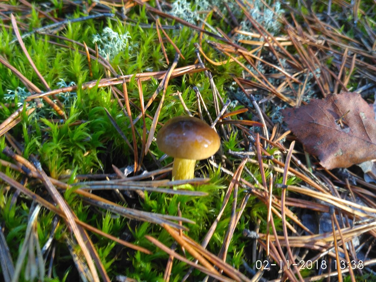 Очень вкусные грибы в мещерских лесах, но не все их знают | Прогулки по ...