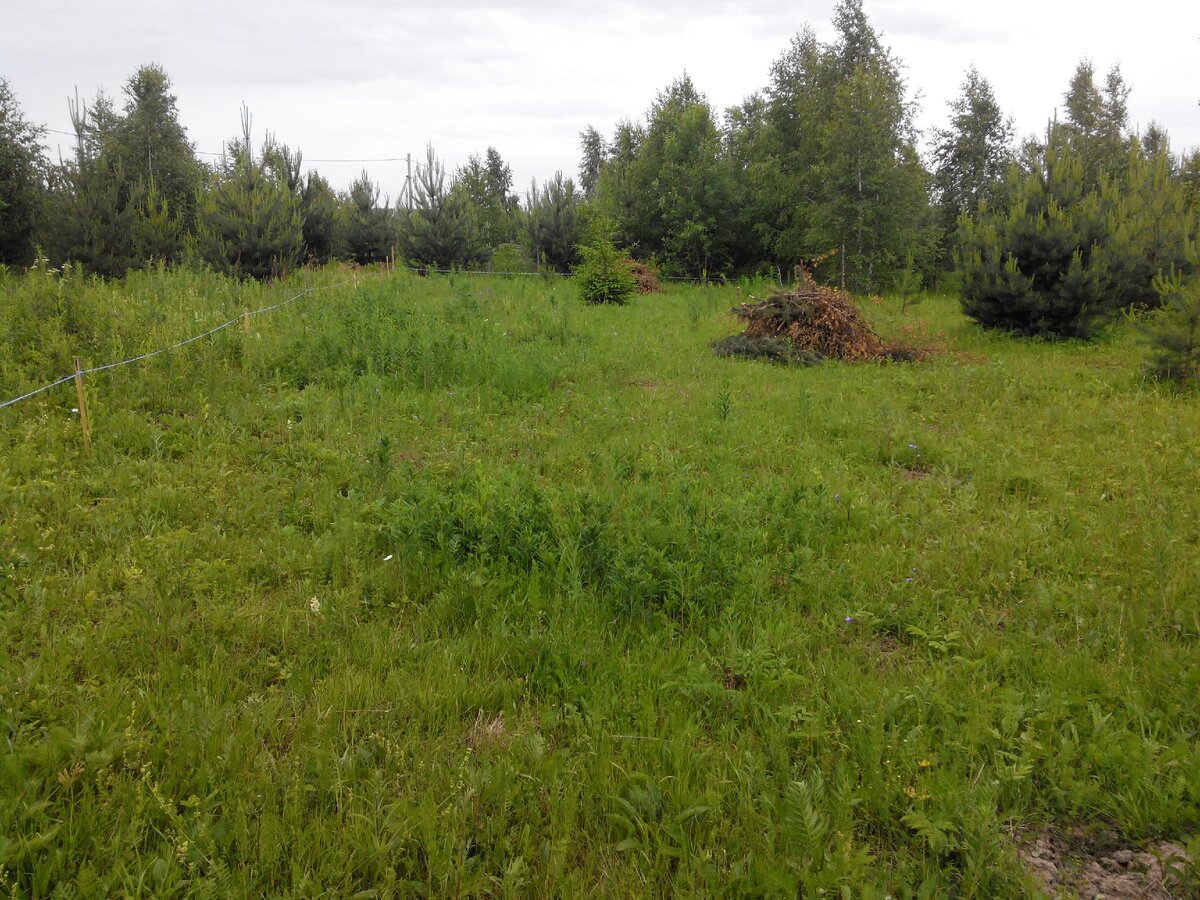 Вот здесь будет наш сад! Фото автора