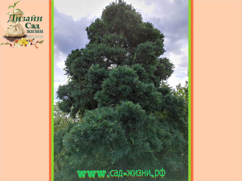 Измененный облик лиственницы