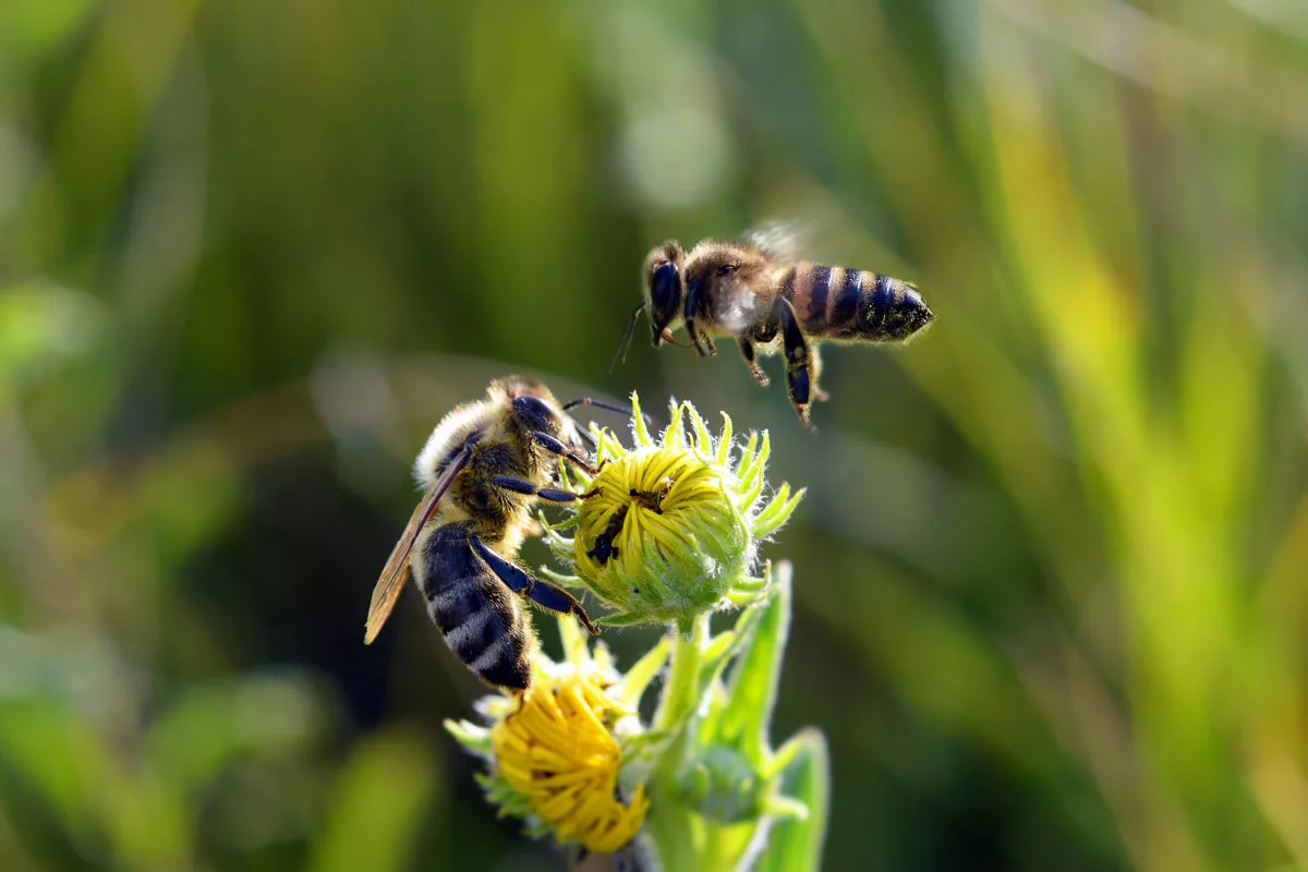 Пчелы на фото.