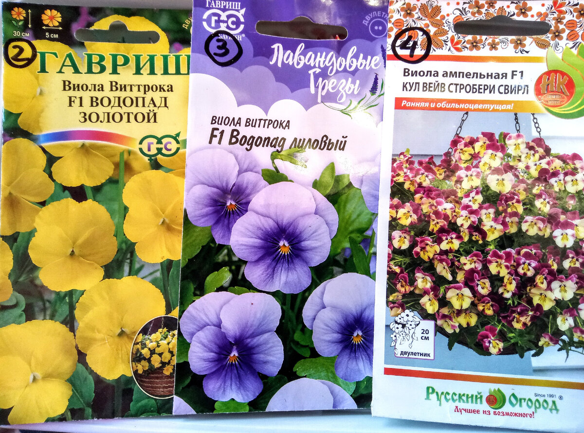 Схема посадки виолы в кашпо