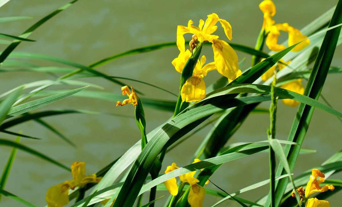 Ирис болотный