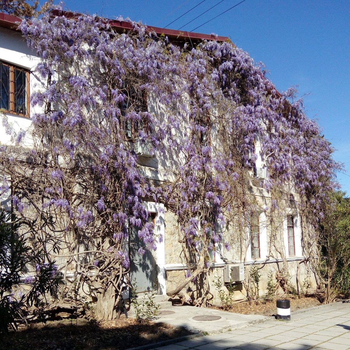 Глициния посаженная 