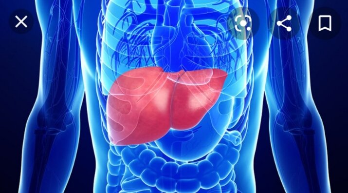 Печень человека. 