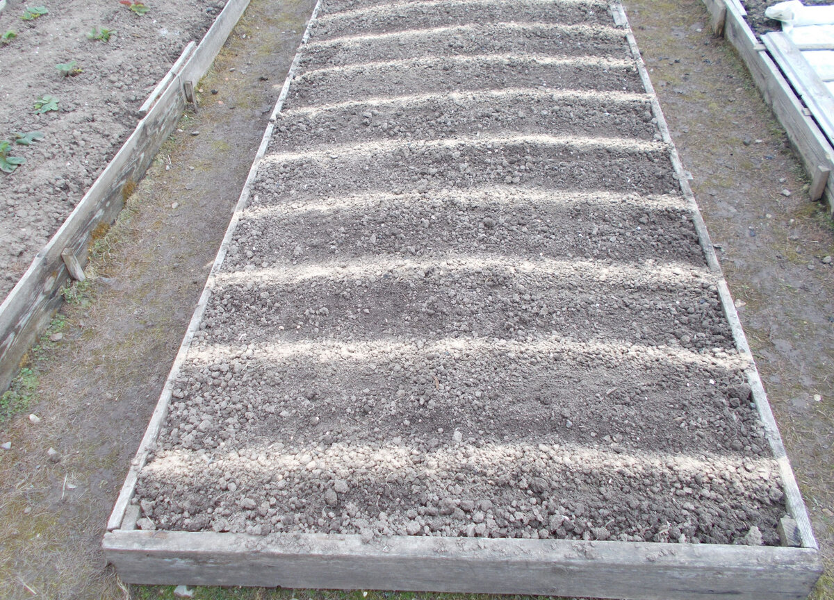 Фото автора. Рядки с посеянной морковкой посыпаны песком. Листайте вправо.