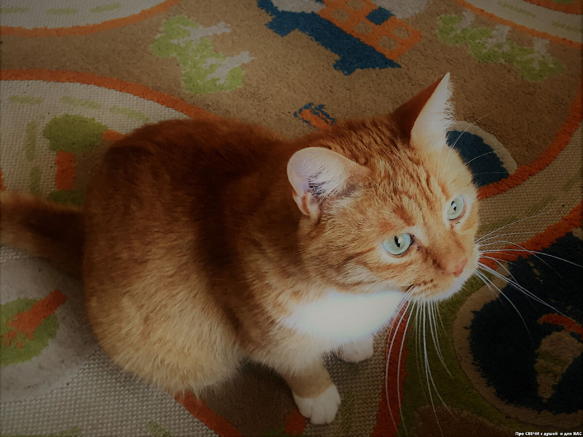 Тот самый кот