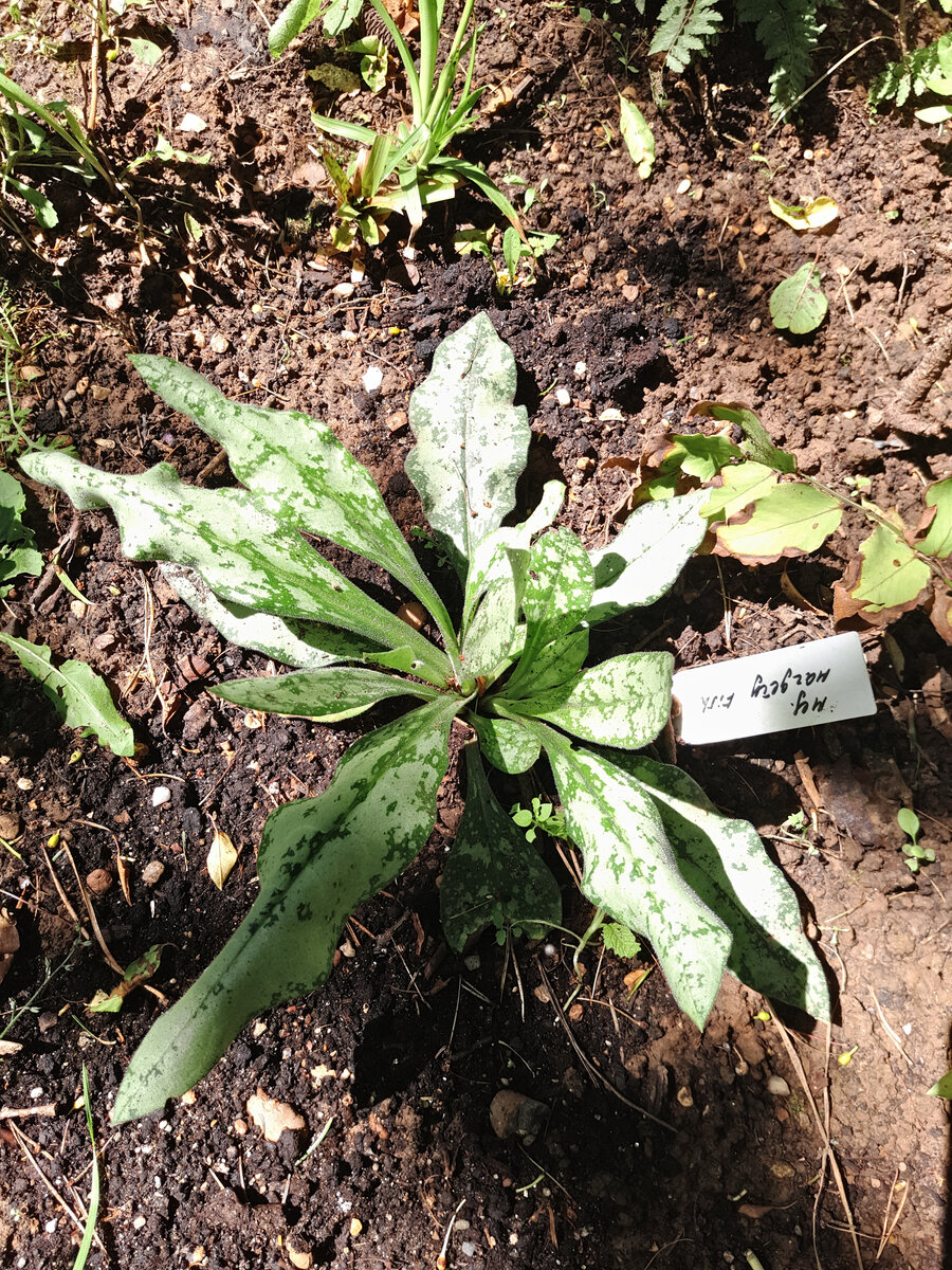 Медуница валовидная (P. villarsae) Margery Fish - это сорт назван  честь Марджери Фиш - английской садовницы и писательницы, создательницы английского коттеджного стиля. Цветы кораллово-розовые, красно- фиолетовые, при отцветании-фиолетовые