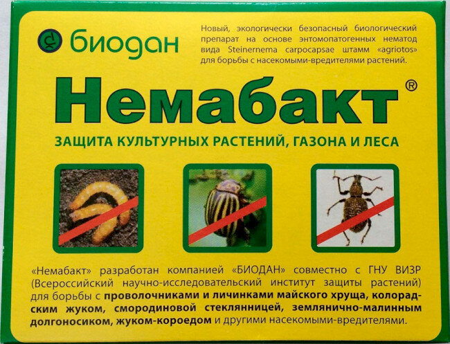 Как навсегда избавиться от медведки в огороде | Вики Терра - Сад и огород |  Дзен