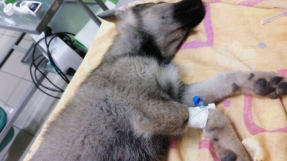 Подопечная моя