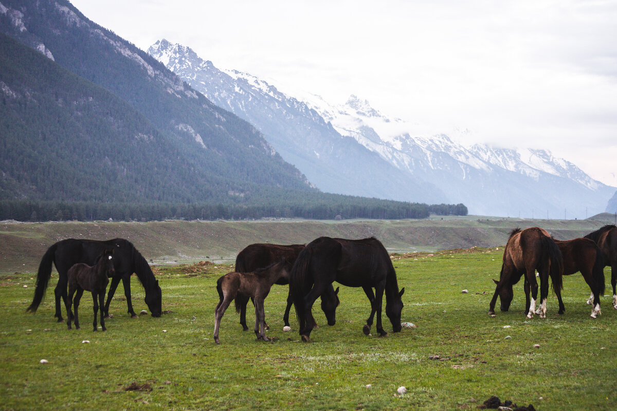 Тебердинское ущелье