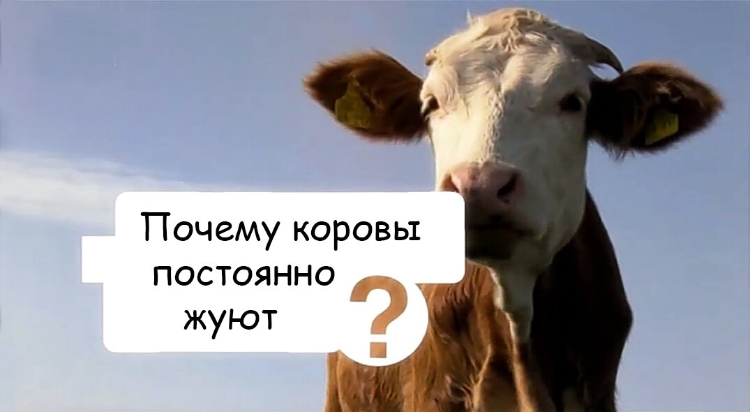 Коровка Дейзи :)