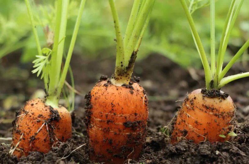 Укрытие посевов моркови на зиму