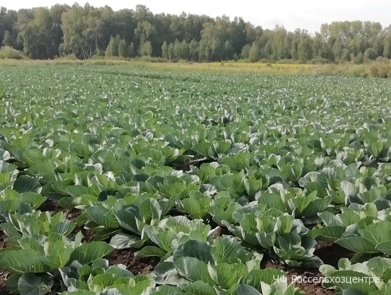 Цветы водохлебы для дачи. Растение Водохлеб садовое. Деревья и кустарники водохлебы. Барыня растение.