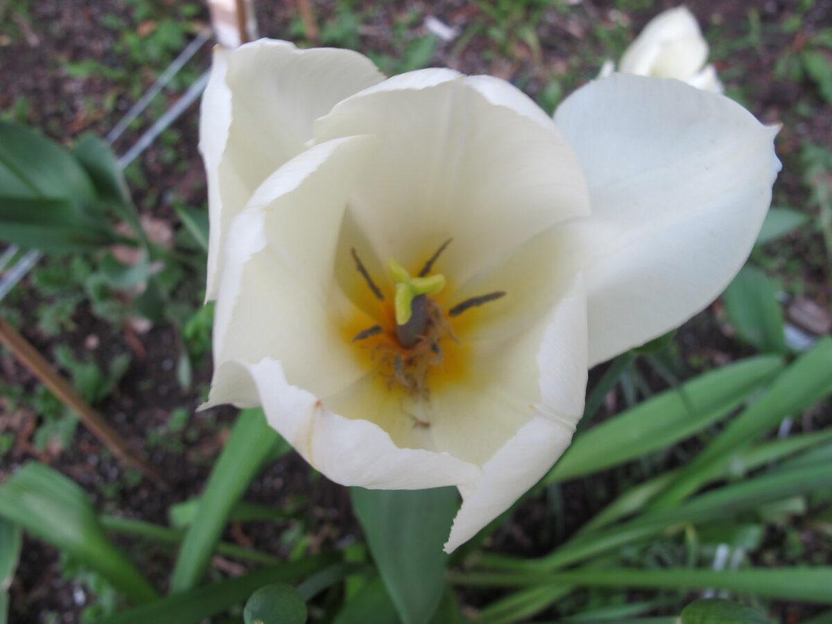 Практика показала, что тюльпаны я сажаю исключительно для чужих букетов! Больше ни единой луковицы не куплю, из принципа.